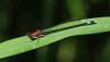 Ischnura elegans